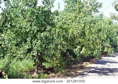 Jujube Jojoba Plant Tree