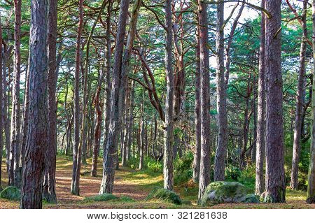 Evergreen Woods At Hvaler Island In Norway