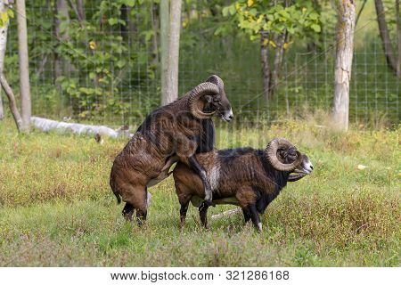 The Mouflon (ovis Orientalis)  During Mating Season On Game Reserve.