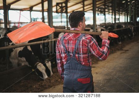 Farmer with showel in a cowshed on a dairy farm.