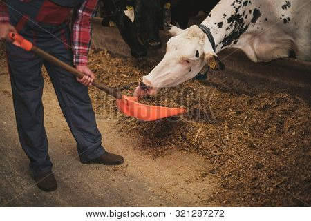 Farmer with showel in a cowshed on a dairy farm.