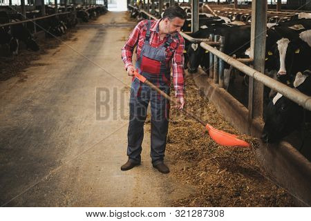 Farmer with showel in a cowshed on a dairy farm.