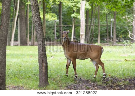 Nilgai - Blue Bull (boselaphus Tragocamelus), One Of The Large Antelope And The Largest Of  Asian An