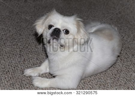 Small White Pekinese Is A Breed Of Toy Dog,
Purebreed Species From China.