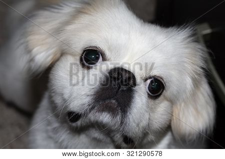 Small White Pekinese Is A Breed Of Toy Dog,
Purebreed Species From China.