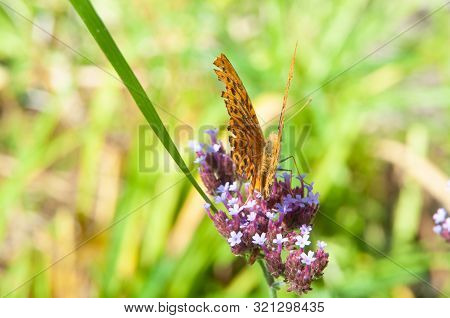 Argynnis Pavia With Damaged Wings Sitting On Flower Head Of A Purpletop Vervain, Verbena Bonariensis