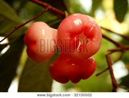 Veden Apple
