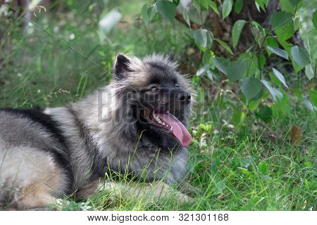 Deutscher Wolfspitz Is Lying On A Green Grass. Keeshond Or German Spitz. Pet Animals.