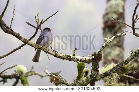 Madagascar Bulbul (hypsipetes Madagascariensis) Sitting In A Tree, Rain