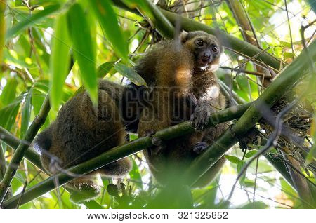 Common Brown Lemur (eulemur Fulvus Fulvus), Madagascar