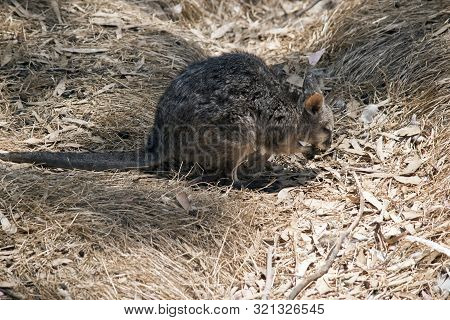 This Is A Side View Of A Small Tammar Wallaby Eating