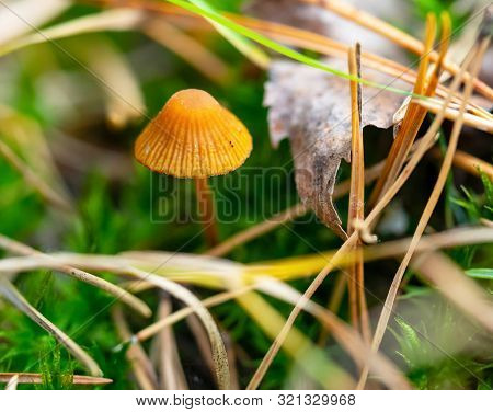 Small Brown Poisonous Mushroom Toadstool In The Woods, Macro