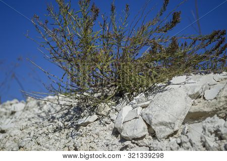 Dry Grass On The Slope Of The Chalk Quarry. Dryland Vegetation. Grass On A Background Of Blue Sky. O
