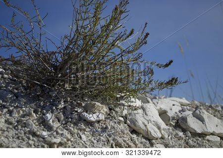 Dry Grass On The Slope Of The Chalk Quarry. Dryland Vegetation. Grass On A Background Of Blue Sky. O