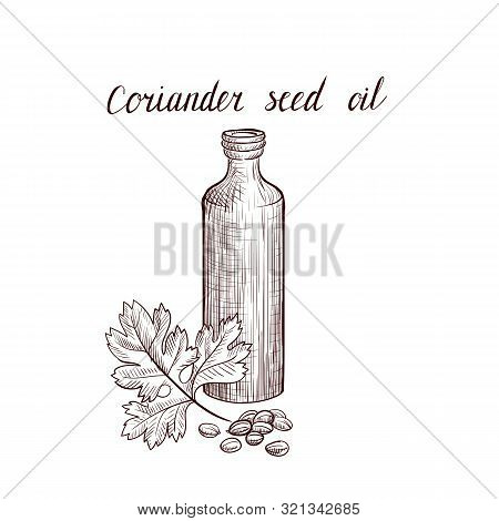Vector Drawing Coriander Seed Oil, Bottle Of Vegetable Oil And Coriander Leaf And Seeds, Hand Drawn 
