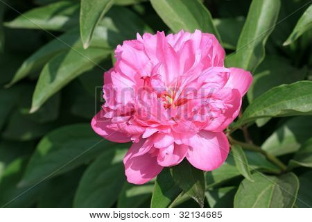 Otsu Şakayık çiçekleri