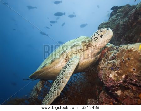 เต่าเขียวใต้น้ำ