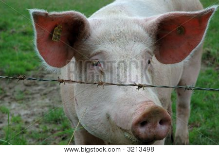 Boerderijdieren - varkens