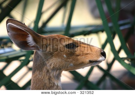 Bushbuck