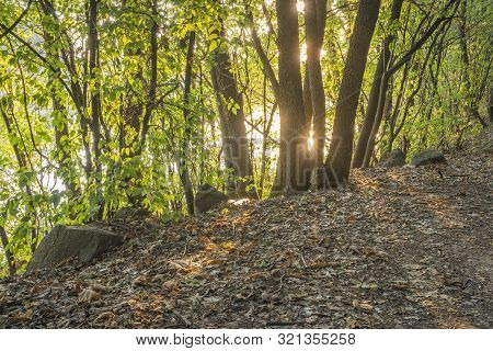 Morning Golden Hour In The Woods Near Lake Sovinac Between Negotin And Zajecar
