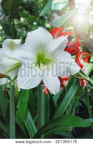 Amarylis Flower, Full Bloom In A Tropical Botanical Garden. Hippeastrum Amaryllis