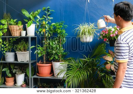 Asian Man Watering Plant At Home, Businessman Taking Care Of Chlorophytum Comosum ( Spider Plant ) I