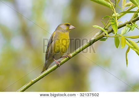 un Verdone maschio su un ramo / Carduelis chloris
