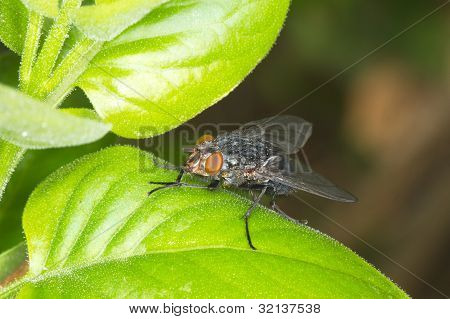 อย่างใกล้ชิดมากบิน tachinid /