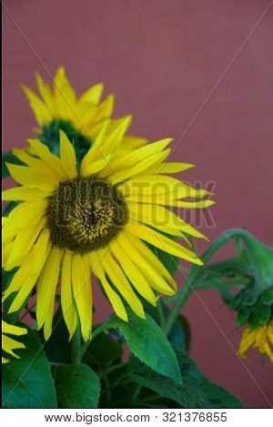 Yellow Sunflowers At Home On Red Background