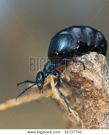 Ekstreme close-up af en olie beetle / Melor proscarabaeus