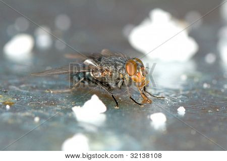 อย่างใกล้ชิดมากบิน tachinid /