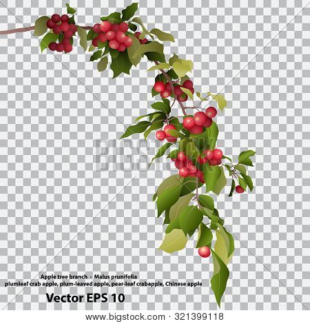 Realistic Branch Of A Chinese Apple Tree On A Transparent Background. Isolated, Vector Eps 10