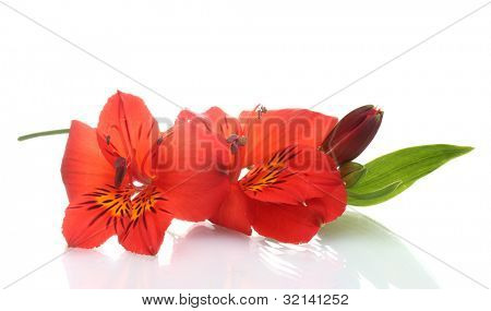 fiori di Alstroemeria rosso isolate on white