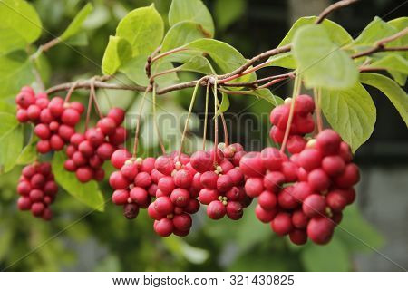 Ripe Fruits Of Red Schizandra With Green Leaves