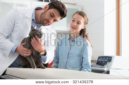 Doctor and owner examining Russian Blue cat's teeth on bed at veterinary clinic