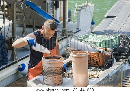Istria, Croatia, August 26, 2019: Oyster Farm On The Liman Canal. A Farm Worker Sorts The Oysters.
