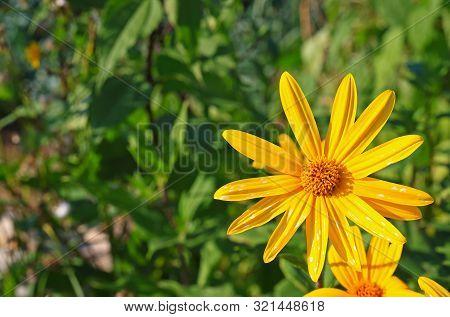 Yellow Jerusalem Artichoke Flower