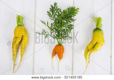 Ugly Shaped Vegetables, Food. Deformed  Fresh Organic Carrots. Misshapen Produce.