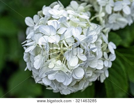 Hydrangea Macrophylla Known As Bigleaf, French Or Mophead Hydrangea, Penny Mac And Hortensia