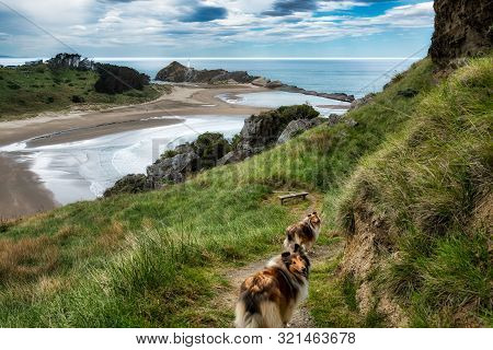 Walking Our Two Rough Coated Sable Collies Up Castle Rock At Castlepoint In Wairarapa New Zealand