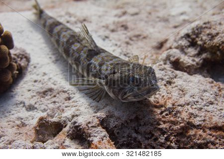 Sand Diver Lizardfish On Coral Reef Off Bonaire, Dutch Caribbean