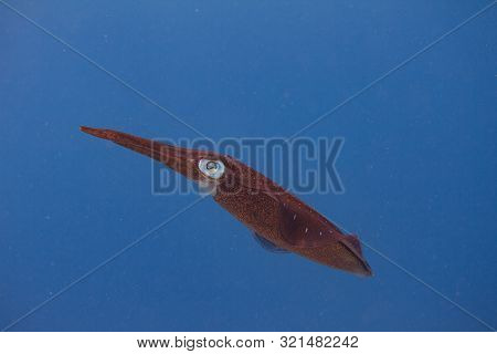 Caribbean Reef Squid On Coral Reef Off Bonaire, Dutch Caribbean