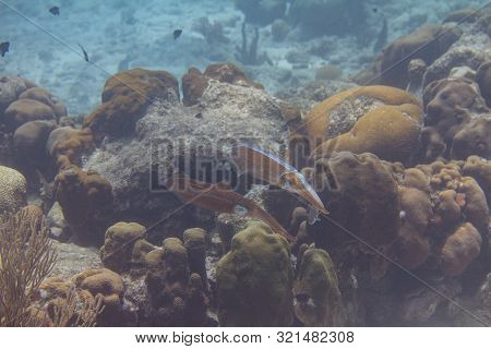 Caribbean Reef Squid Communicating By Changing Skin Color On Coral Reef Off Bonaire, Dutch Caribbean