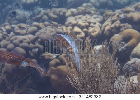 Caribbean Reef Squid Communicating By Changing Skin Color On Coral Reef Off Bonaire, Dutch Caribbean