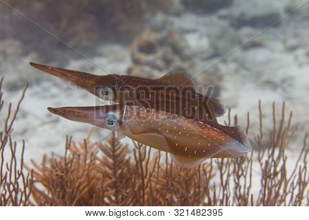 Caribbean Reef Squid Communicating By Changing Skin Color On Coral Reef Off Bonaire, Dutch Caribbean