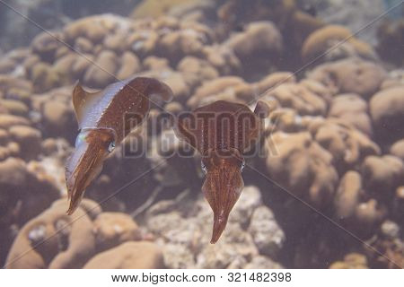 Caribbean Reef Squid Communicating By Changing Skin Color On Coral Reef Off Bonaire, Dutch Caribbean