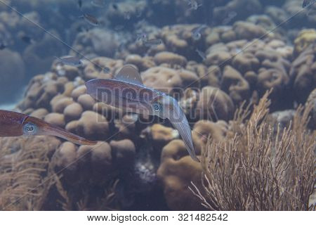 Caribbean Reef Squid Communicating By Changing Skin Color On Coral Reef Off Bonaire, Dutch Caribbean