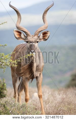 Portrait Of Big Judu Bull Browsing On Tree