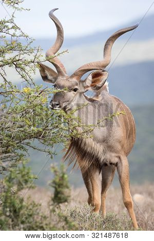 Majestic Trophy Kudu Bull Grazing On Succelent Branches.