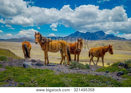 Wild Horses In The Cotopaxi National Park, In Ecuador